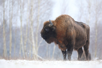Żubr (Bos bonasus), wisent © Bartosz Rakoczy