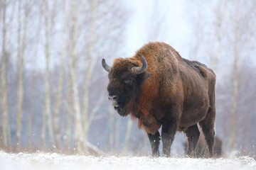 Żubr (Bos bonasus), wisent © Bartosz Rakoczy