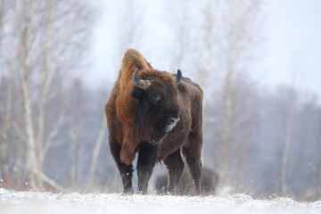 Żubr (Bos bonasus), wisent © Bartosz Rakoczy