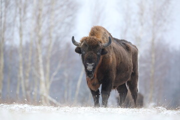 Żubr (Bos bonasus), wisent © Bartosz Rakoczy