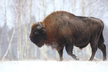 Żubr (Bos bonasus), wisent © Bartosz Rakoczy