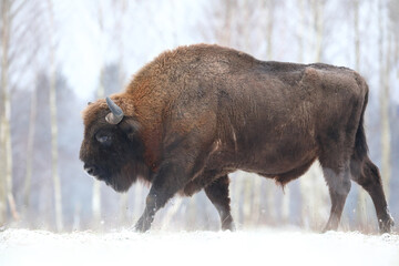 Żubr (Bos bonasus), wisent © Bartosz Rakoczy