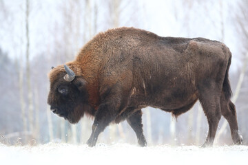 Żubr (Bos bonasus), wisent © Bartosz Rakoczy