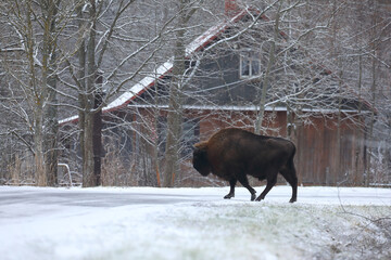 Żubr (Bos bonasus), wisent © Bartosz Rakoczy