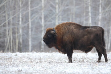 Żubr (Bos bonasus), wisent © Bartosz Rakoczy