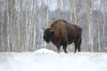 Żubr (Bos bonasus), wisent © Bartosz Rakoczy