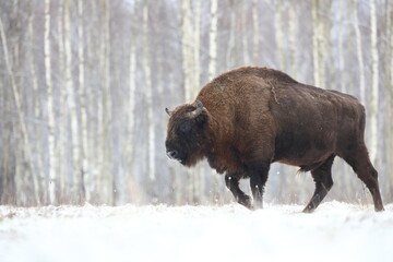 Żubr (Bos bonasus), wisent © Bartosz Rakoczy