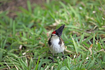Red-Whiskered Bulbul with its head on one side, Mauritius
