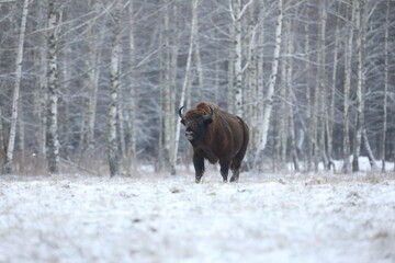 Żubr (Bos bonasus), wisent © Bartosz Rakoczy