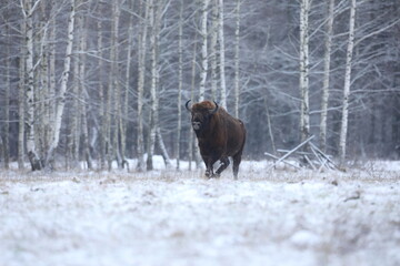 Żubr (Bos bonasus), wisent © Bartosz Rakoczy