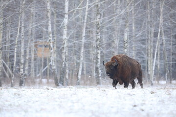 Żubr (Bos bonasus), wisent © Bartosz Rakoczy