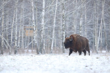 Żubr (Bos bonasus), wisent © Bartosz Rakoczy