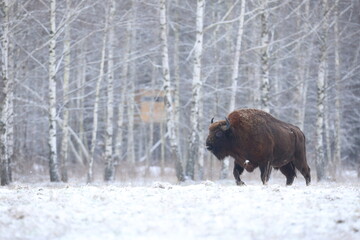 Żubr (Bos bonasus), wisent © Bartosz Rakoczy