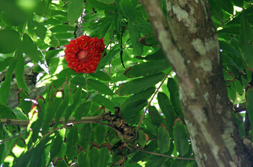 Rose of Venezuela bloom, Mauritius
