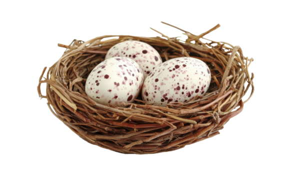 Nest with speckled eggs resting on a twig base on a transparent background, cut out