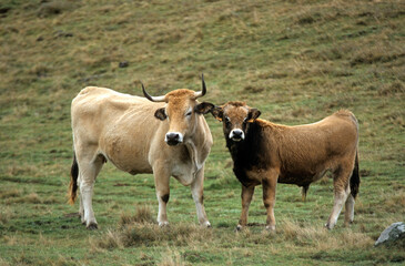 Vache Aubrac, Parc Naturel Régional de l'Aubrac, France