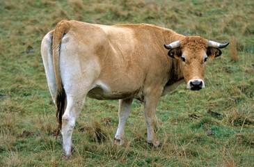Fototapeta premium Vache Aubrac, Parc Naturel Régional de l'Aubrac, France