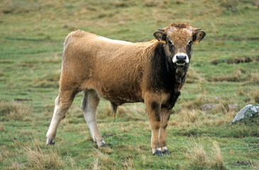 Vache Aubrac, Parc Naturel Régional de l'Aubrac, France