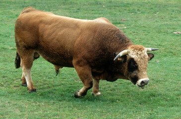 taureau, Vache Aubrac, Parc Naturel Régional de l'Aubrac, France