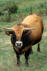 taureau, Vache Aubrac, Parc Naturel R&eacute;gional de l'Aubrac, France
