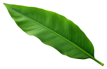 Fototapeta premium PNG Bananas leaf plant white background freshness.
