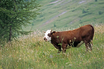 Vache, race abondance