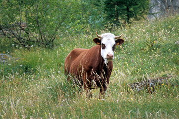 Vache, race abondance