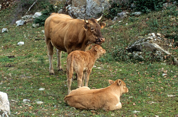 Vache, race Béarnaise, femelle et jeune