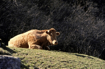 Vache, race Béarnaise