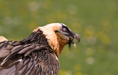 Gypaète barbu,.Gypaetus barbatus, Bearded Vulture, Pyrénées
