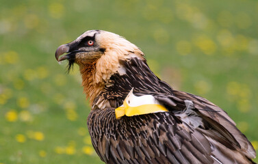 Gypaète barbu,.Gypaetus barbatus, Bearded Vulture, Pyrénées