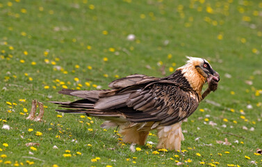 Gypaète barbu,.Gypaetus barbatus, Bearded Vulture, Pyrénées