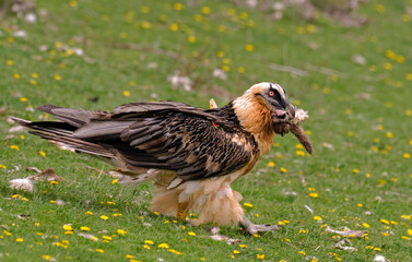 Gypaète barbu,.Gypaetus barbatus, Bearded Vulture, Pyrénées