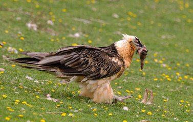 Gypaète barbu,.Gypaetus barbatus, Bearded Vulture, Pyrénées
