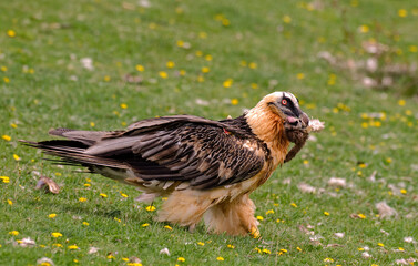 Gypaète barbu,.Gypaetus barbatus, Bearded Vulture, Pyrénées