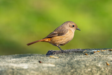 robin on the grass