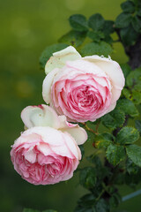 Romantic Meilland rose Pierre de Ronsard
