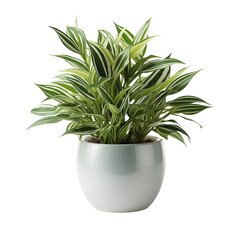 Green flower in a soft turquoise pot houseplant object interior element design isolated on transparent background png