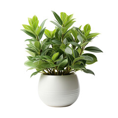 Green flower in white pot house plant object interior element design isolated on transparent background png