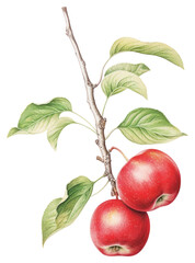 PNG Apple branch illustration botanical.