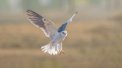 white tailed hawk