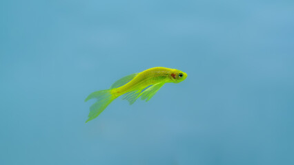 tropical fish in aquarium