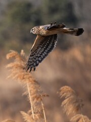 hawk in the sky