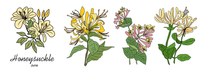 Set of Honeysuckle, June birth month flowers, hand drawing, colored outline, icon, Modern design for logo, tattoo, wall art, branding, packaging. Vector illustration isolated