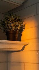 Plant in sun