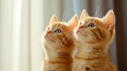 Two Ginger Kittens Gaze Upward in Soft Sunlight