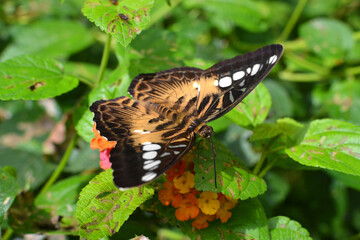 Brown beautiful butterfly in natural place
