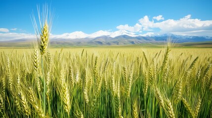 Obraz premium Close-up of barley against distant snow capped mountains.