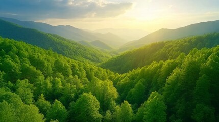 Fototapeta premium Lush Green Forest Covering Rolling Hills under a Golden Sunrise