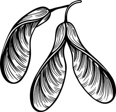 Maple seed pod illustration natural botanical design for art and education